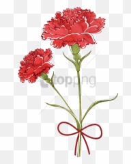 Carnation Flower Drawing - Carnation Flower Drawing Png,Carnation Png