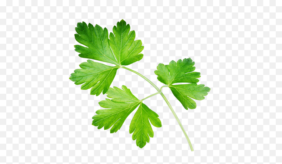 Parsley Spice Use Plant - Petersilie Png,Parsley Png