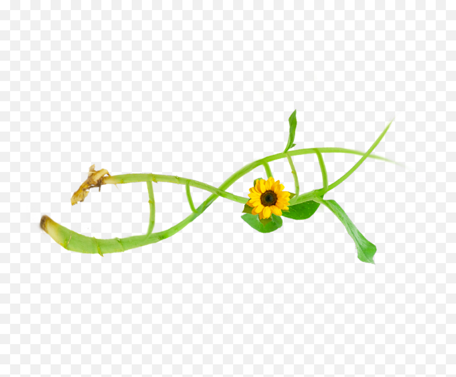 About Zymo Research - Flower Png,Dna Transparent