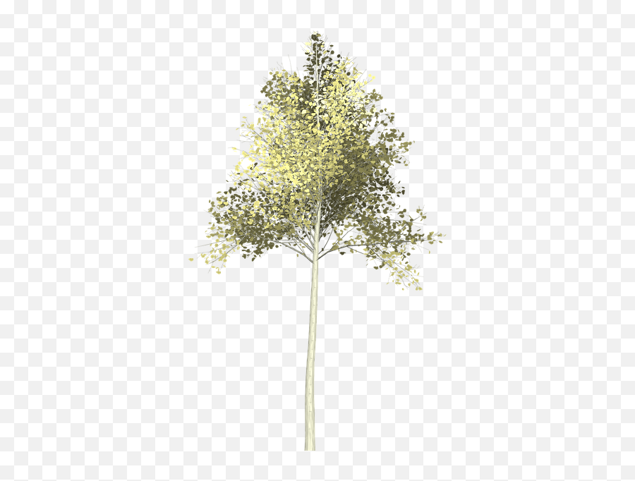 Aspen Tree Painted - Birch Png,Aspen Tree Png