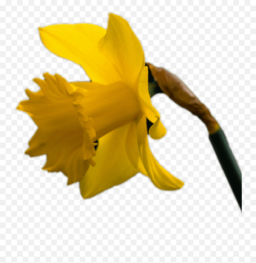 Who We Are - Brightside Foundation Wild Daffodil Png,Daffodil Icon