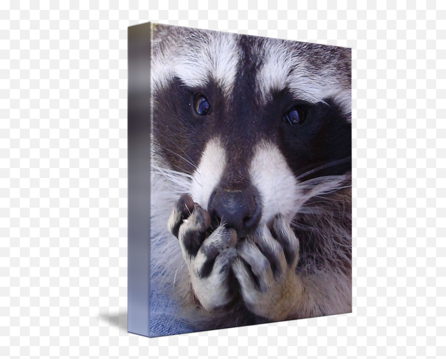 Raccoon - Picture Frame Png,Raccoon Emoji Icon
