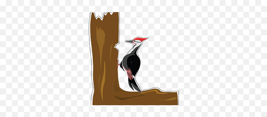 Woodpecker Projects - Pileated Woodpecker Png,Woodpecker Icon
