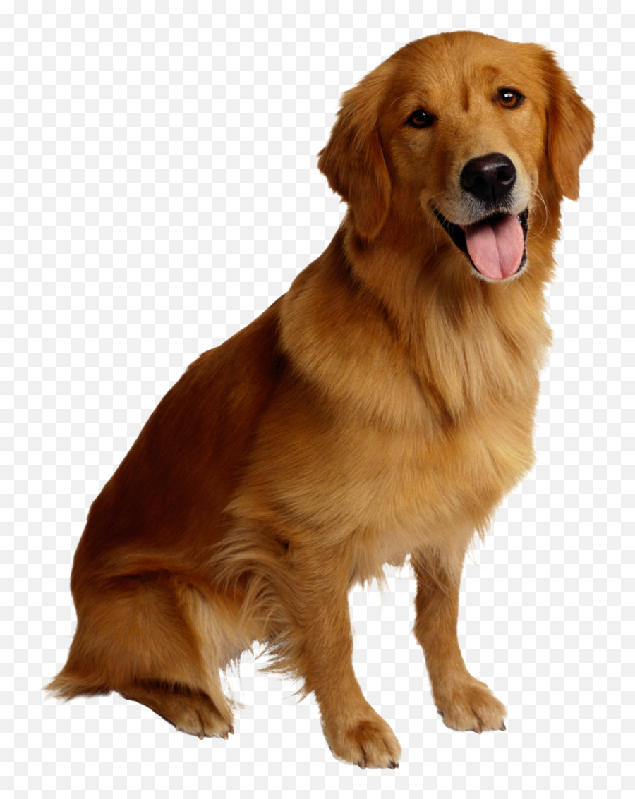 Dog Cat Pet Backup Camera - Golden Retriever Png Transparent,Dog Png Transparent