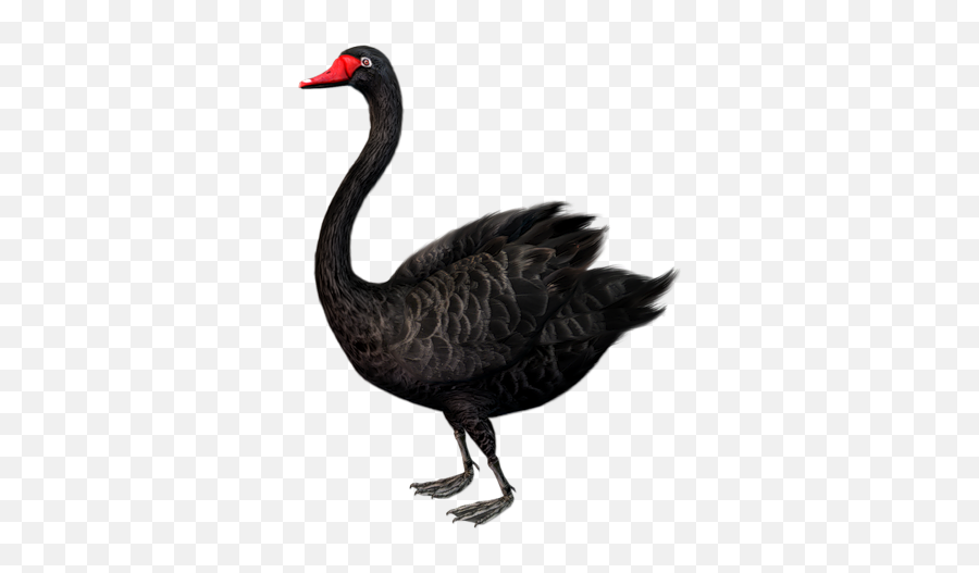 Black Swan Png - Black Swan Bird Standing,Swan Png