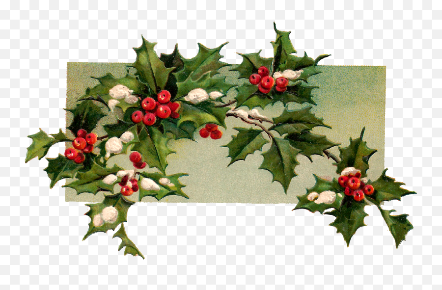 Download Digital Christmas Holly - Vintage Christmas Holly Holly Branch Png,Christmas Holly Png