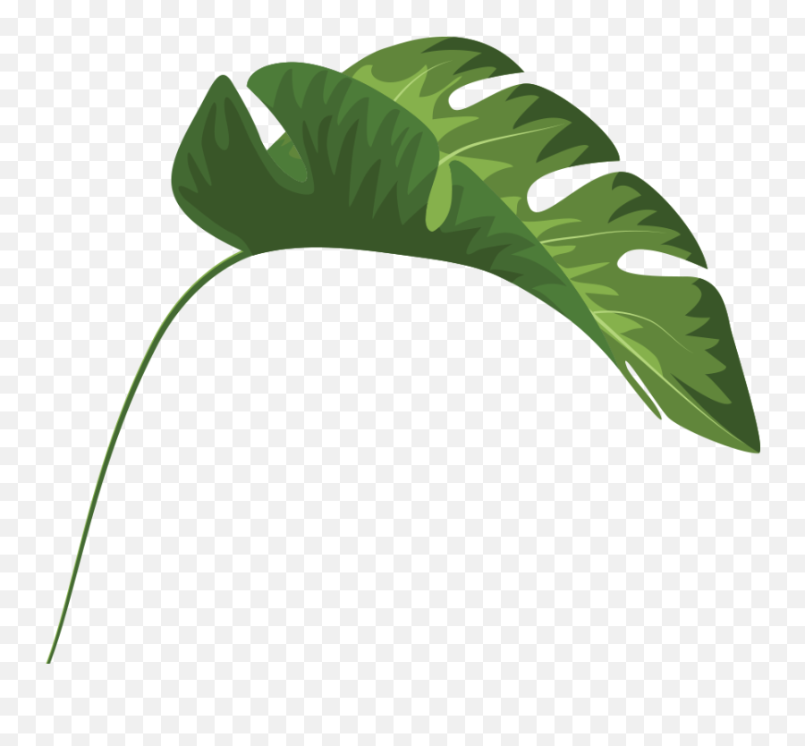 Tropical Leaves Palm Banana Monstera Mugs Clipart - Full Tropical Leaf Clipart Transparent Png,Tropical Leaf Png