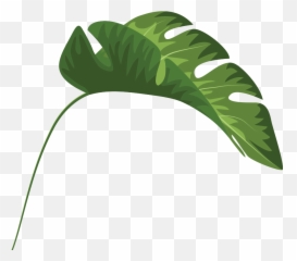 Tropical Leaves Palm Banana Monstera Mugs Clipart - Full Leaf Transparent png