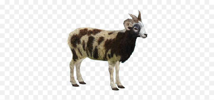Goat Png Picture 663719 - Goat,Platypus Png