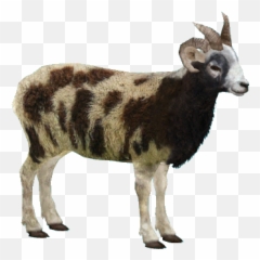 Goat Png Picture 663719 - Goat,Platypus Png