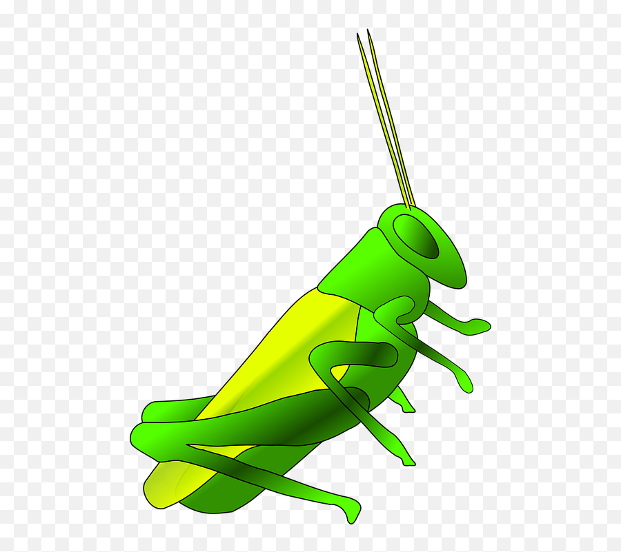 24 Grasshopper Clipart Insect Free Clip Art Png