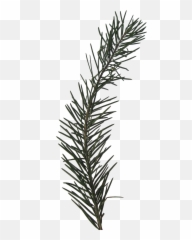 Pine Sprig Png Picture - Transparent