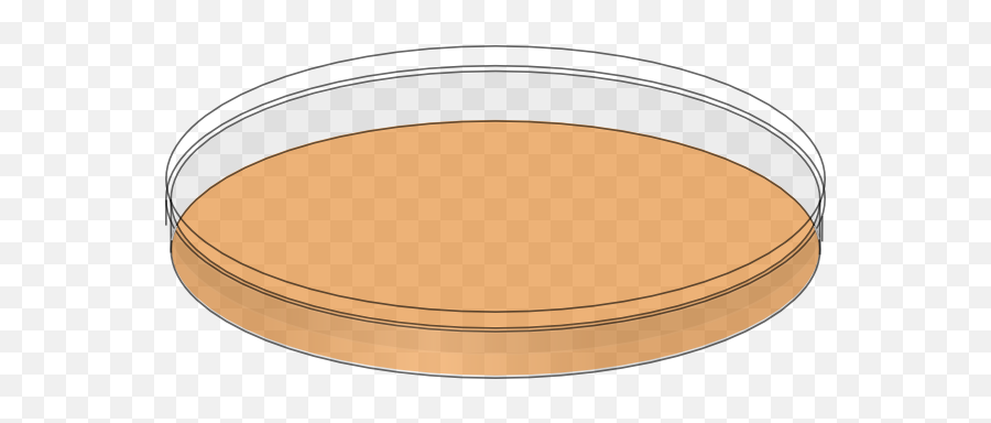 Orange Petri Dish Empty Clip Art - Vector Clip Petri Dish Clip Art Png,Empty Plate Png