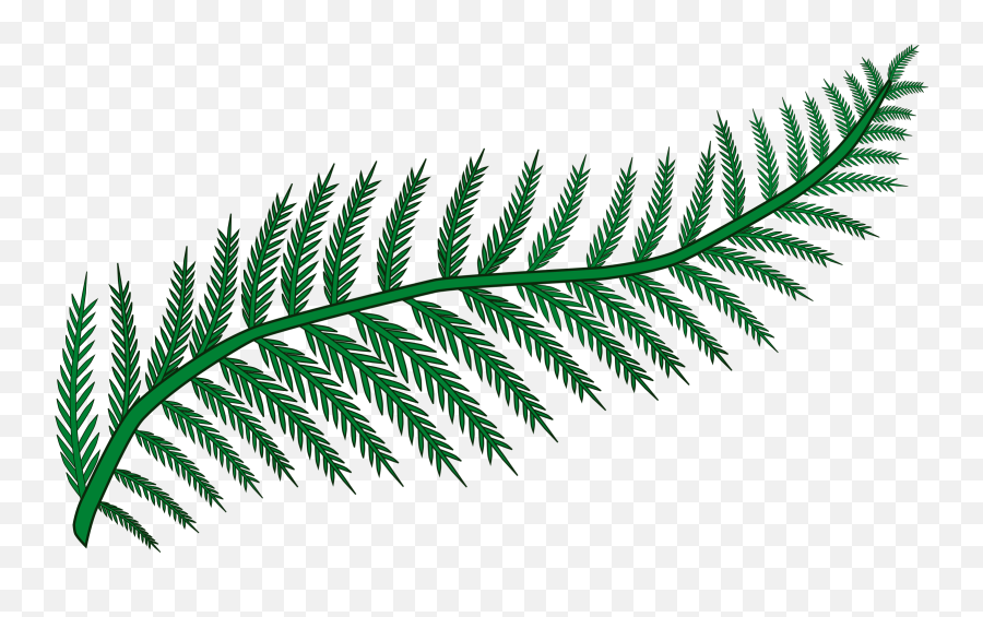 164569510 - Clipart Fern Png,Fern Png