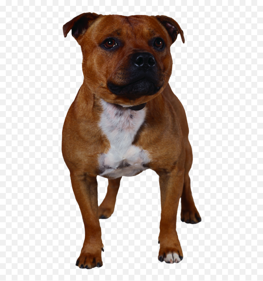 Dog Png Clipart 9 Transparent Image For Free Download - Pitbull Silhouette,Puppy Clipart Png