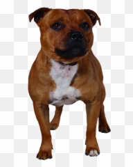 Dog Png Clipart 9 Transparent Image For Free Download - Pitbull Silhouette,Puppy Clipart Png