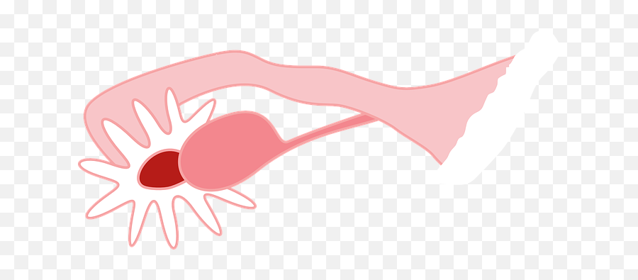 6 Free Ovaries U0026 Uterus Illustrations - Pixabay Ovarium Png,Uterus Png
