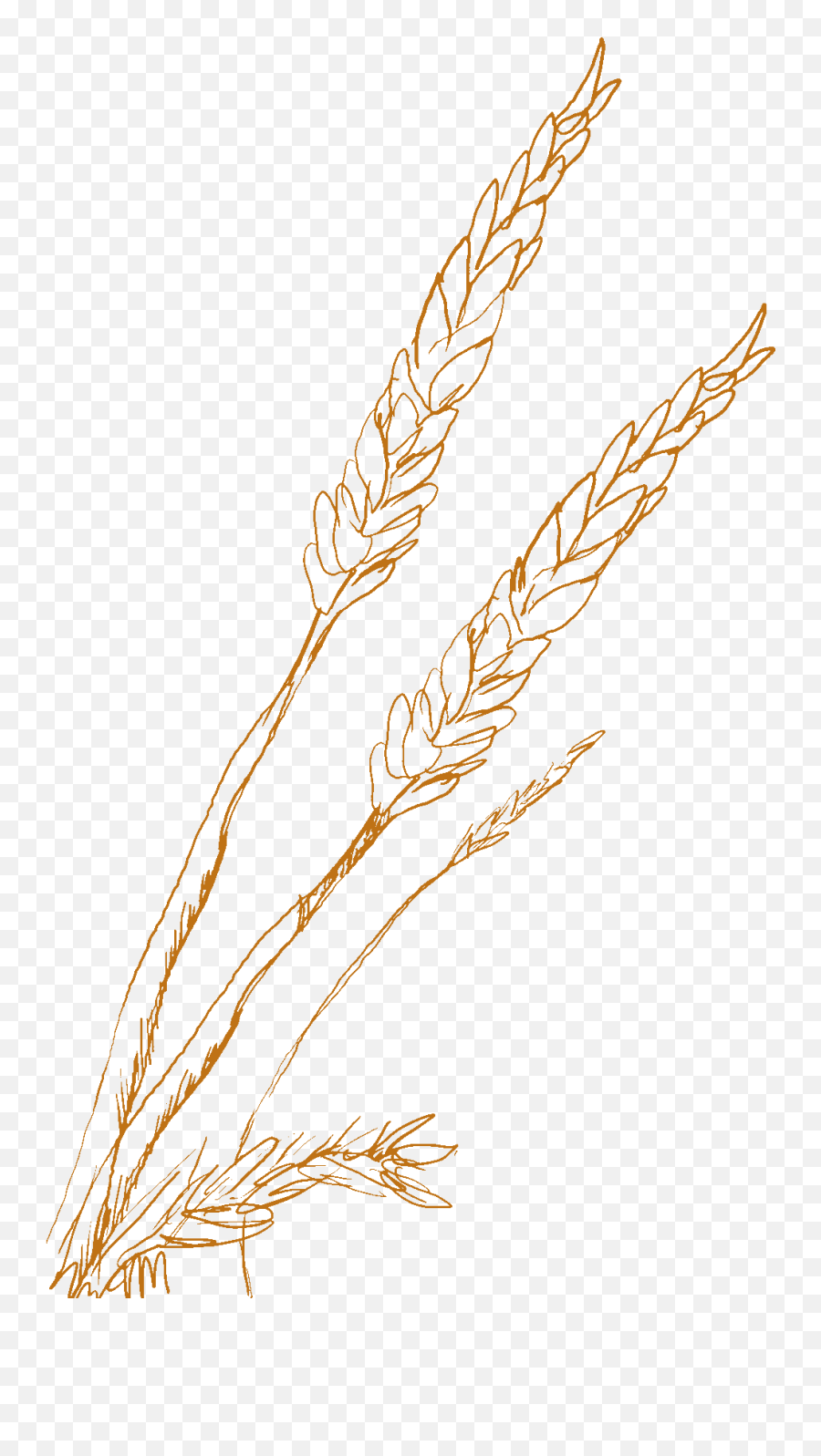 Wheat Clipart Sprig Transparent Free For - Wheat Sketch Png,Wheat Transparent