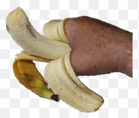 Banana Hand Png Fruit Organic - In