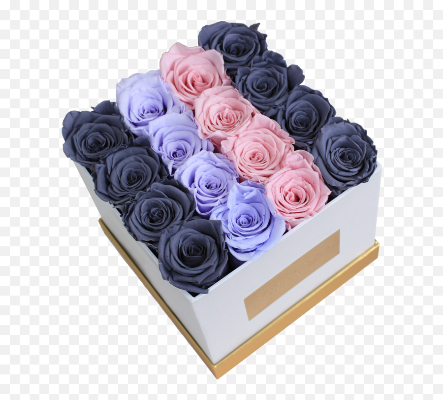 Glp Eternity Mix - Small Square Box Garden Roses Png,Blue Rose Png