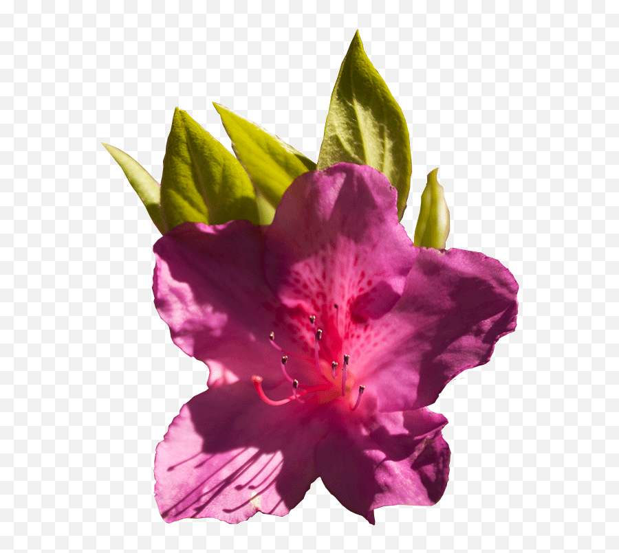 Wral Gardens - Alstroemeriaceae Png,Azalea Png