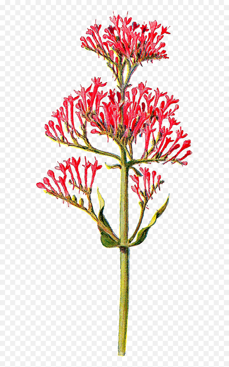 Tiny Flower Png Picture Royalty Free - Centranthus Ruber Png,Botanical Png