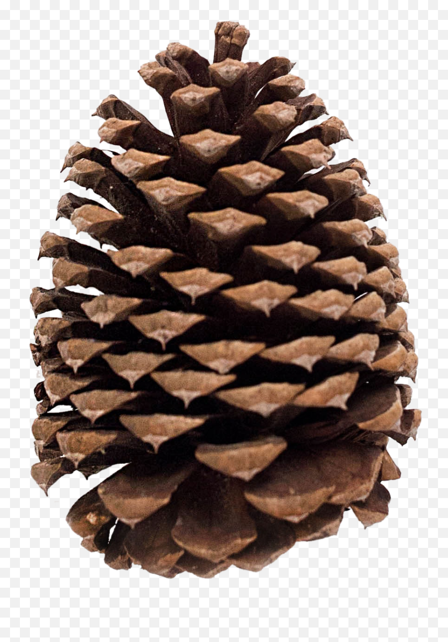 Pine Cone Transparent Background Png - Conifer Cone,Pine Cone Png