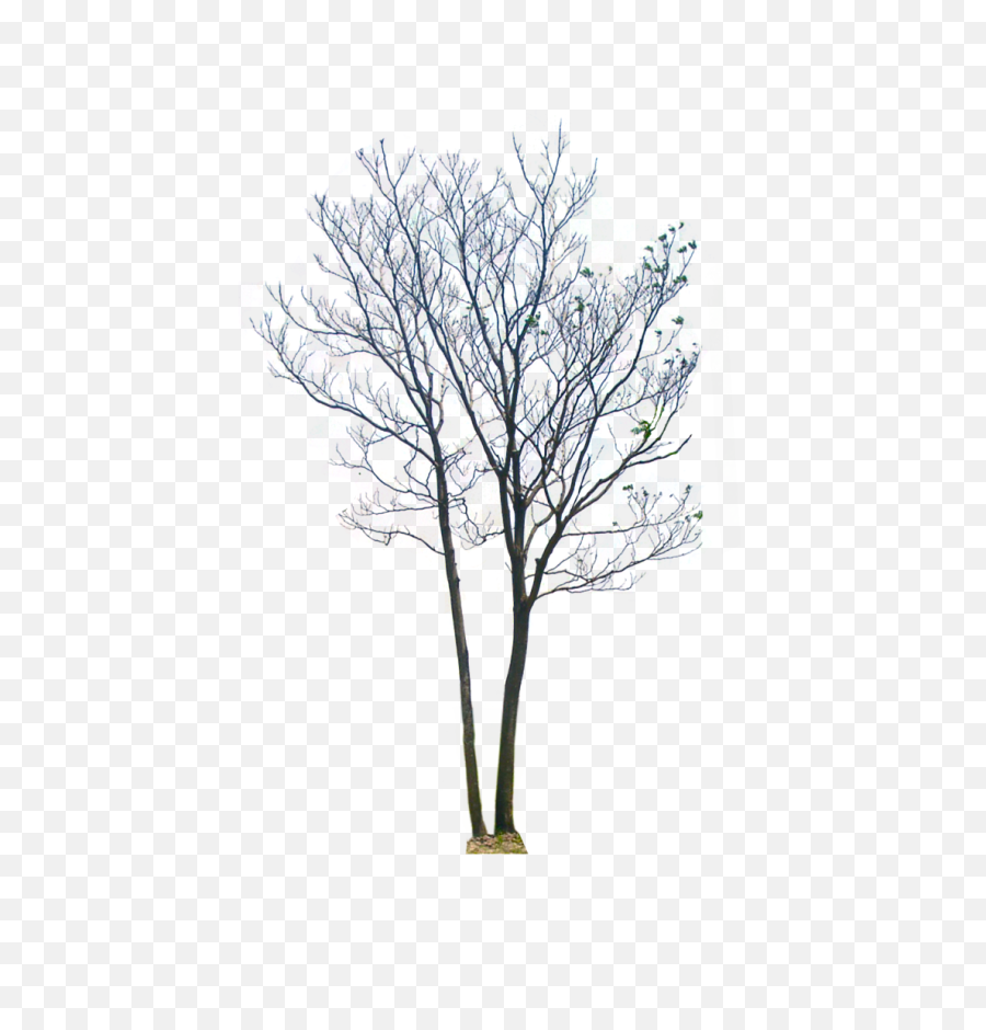 Download Transparent Background Tree - Arbol Fondo Transparente Png,Transparent Background Tree