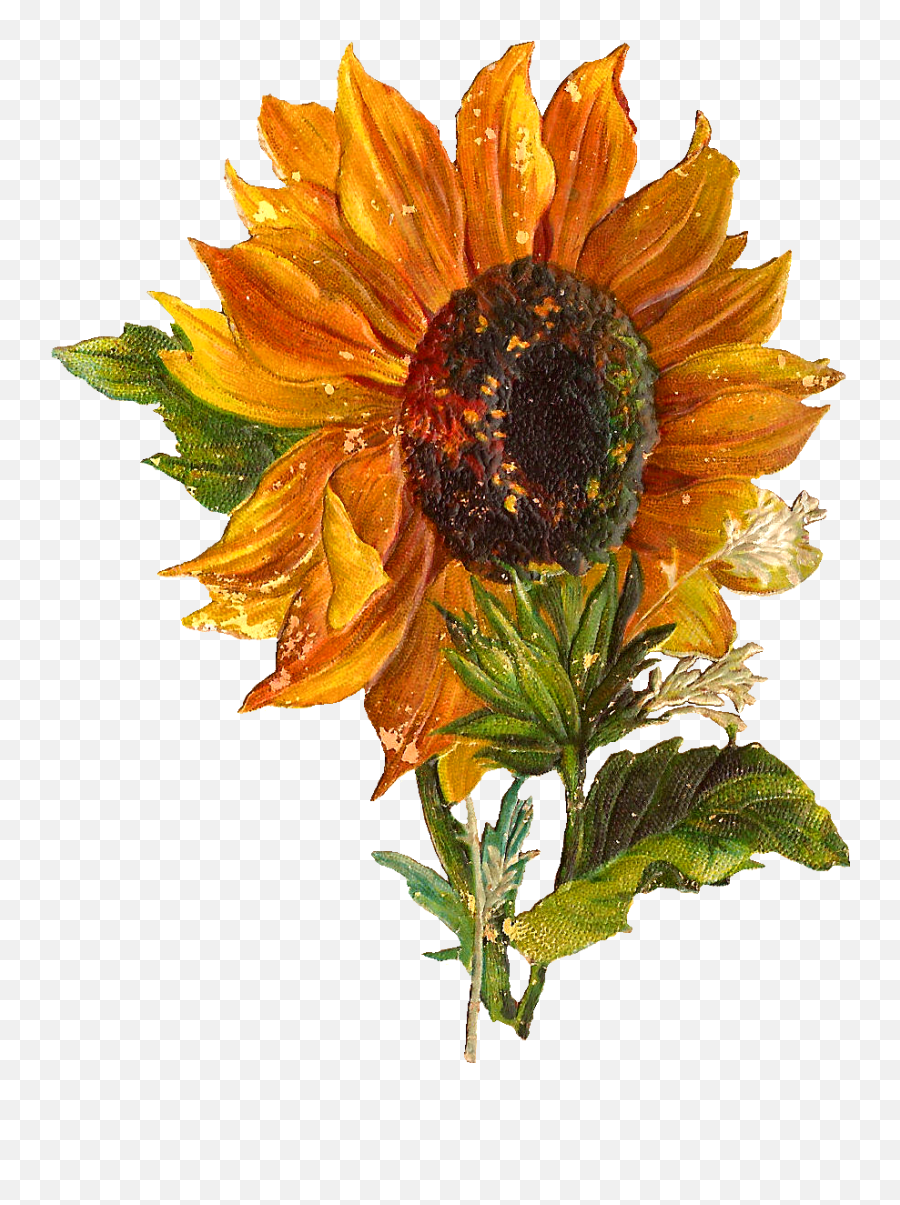 Sunflower - Vintage Sunflower Transparent Background Png,Sunflower Transparent Background