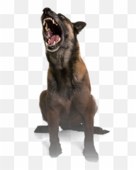 Dog Bite Png U0026 Free Bitepng Transparent Images 97753 - Attack Dog Png,Doge Png