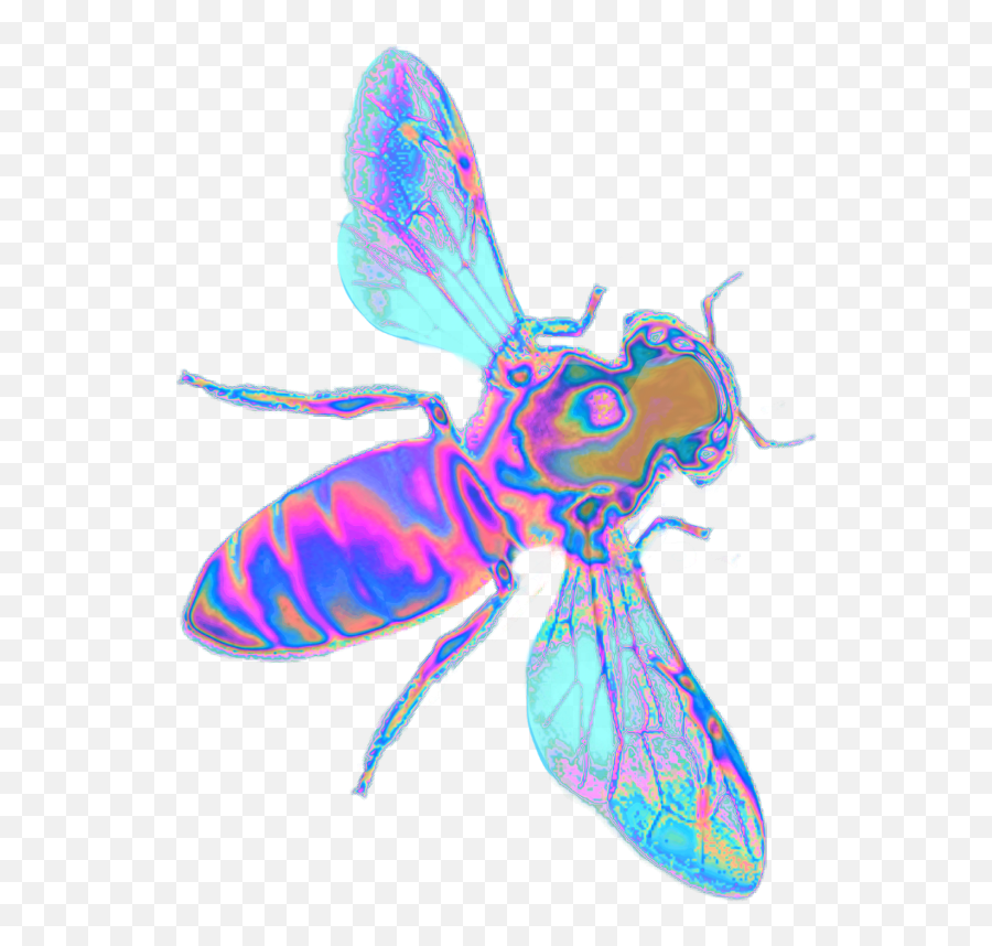 Holo - Holographic Wings Png,Fly Png