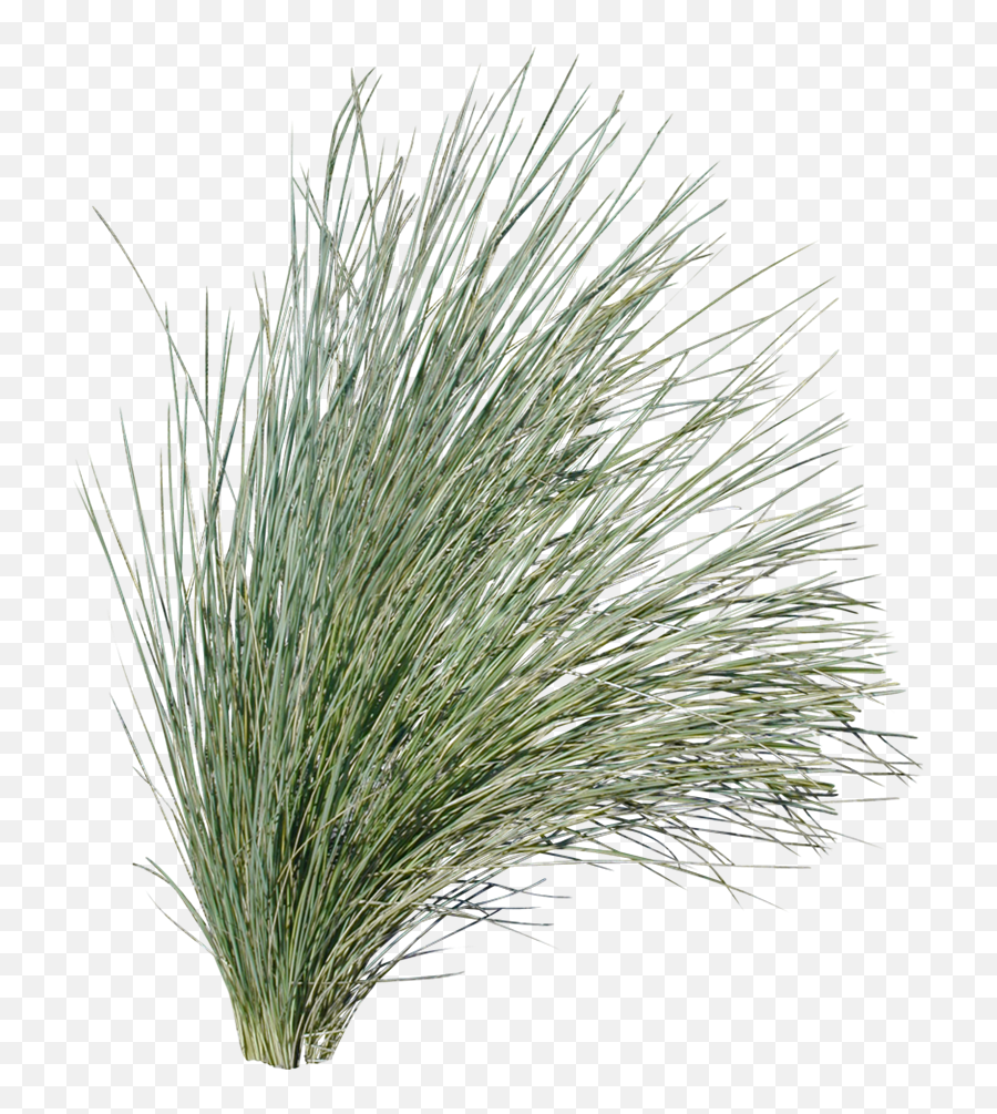 Download Poa Labillardieri - Australian Native Grass Png Grasses,Grass Png