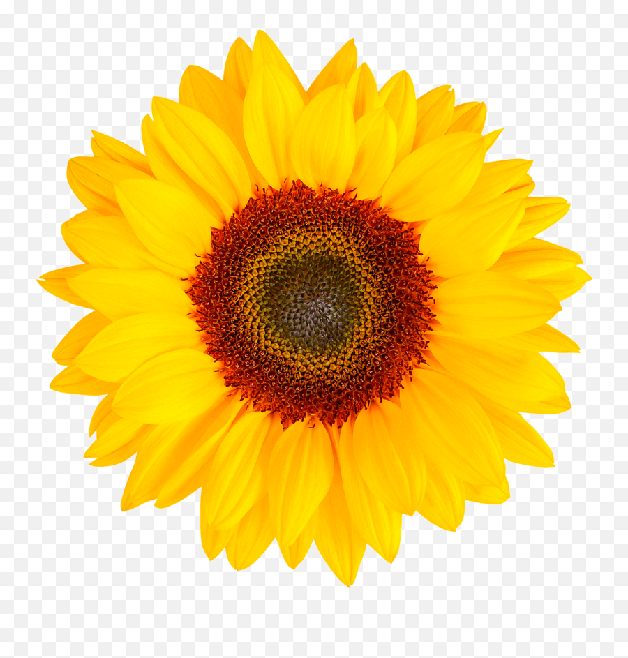 Bombardier In Dry Land And Irrigated Sunflower - Transparent Herbal Flowers Png,Girasol Png