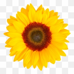 Bombardier In Dry Land And Irrigated Sunflower - Transparent Herbal Flowers Png,Girasol Png