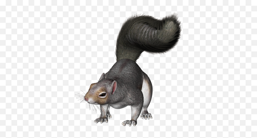 Clip Art Graphics - Color Dibujo De Una Ardilla Png,Squirrel Png