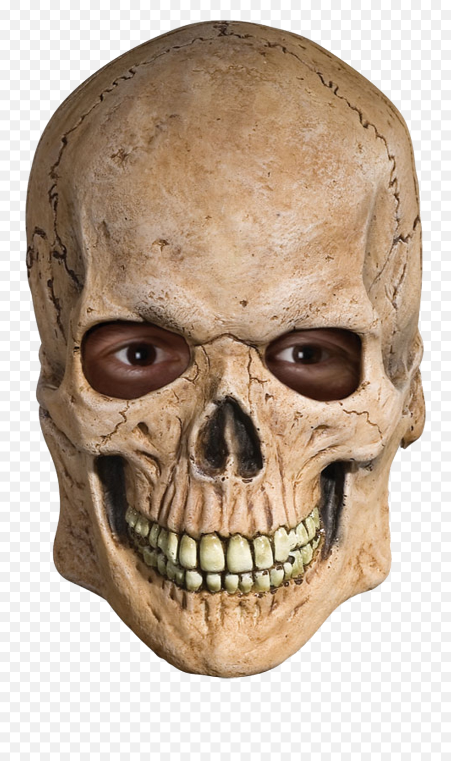 Download Free Png Skull - Human Skull Transparent Background,Skull Face Png