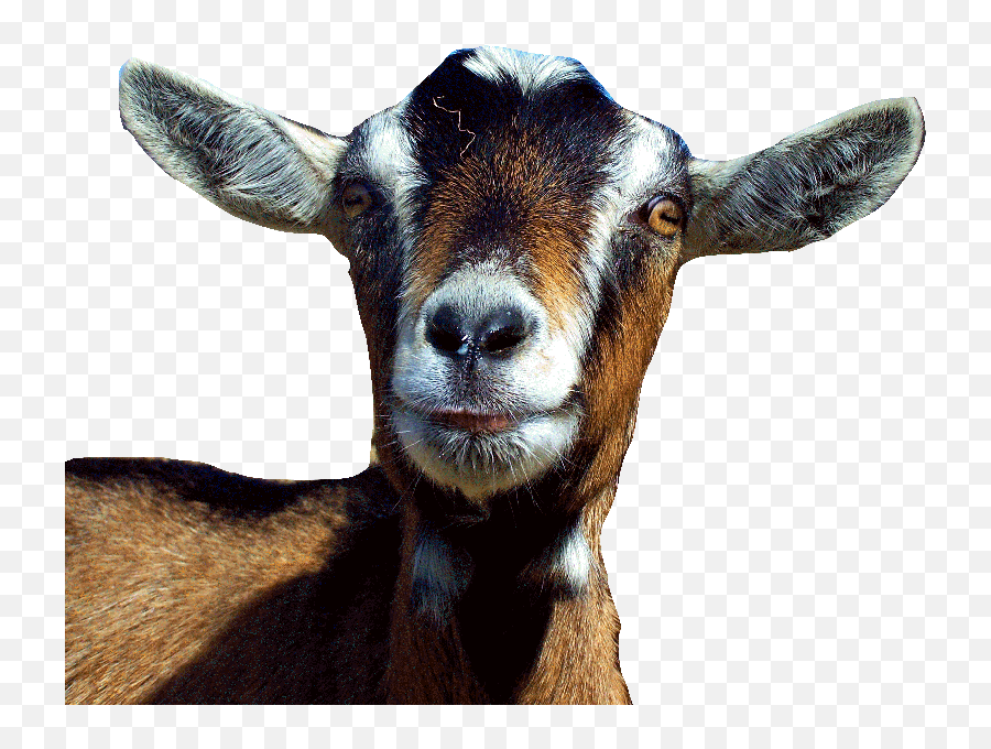 Download Free Png Goat Face - Transparent Goat Head Png,Goats Png
