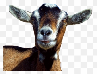 Download Free Png Goat Face - Transparent Goat Head Png,Goats Png