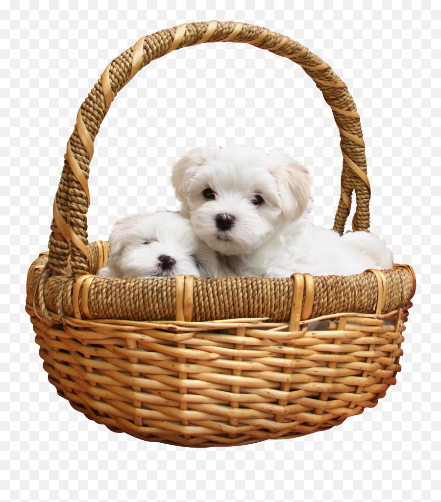 Download Puppy Png Image For Free - Puppy Png,Pet Png