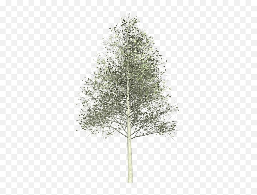 Aspen Tree Painted - Birch Png,Aspen Tree Png