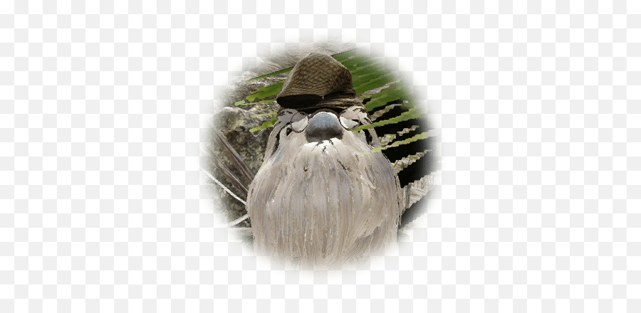 Curio - Curio Bdo Png,Bdo Guild Icon Size