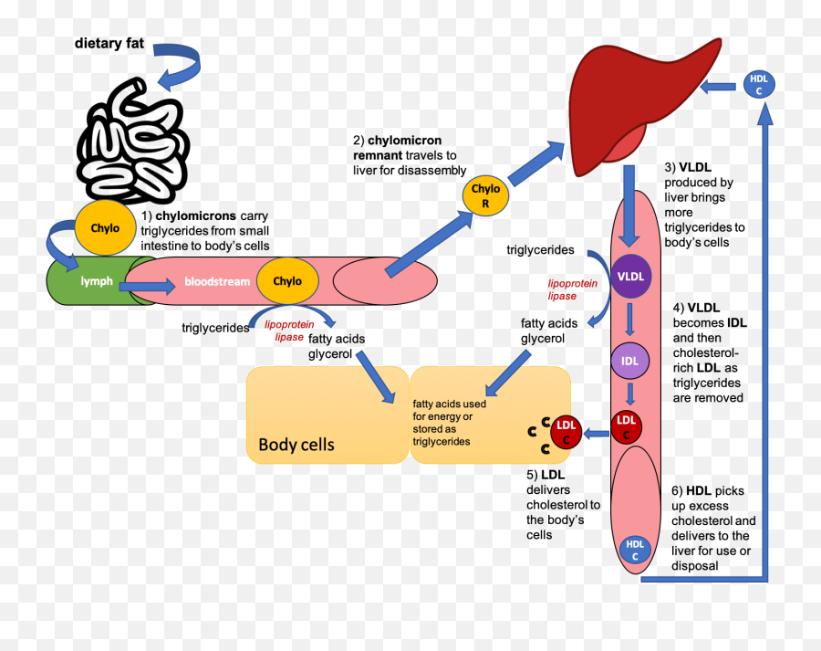 Lipid Transport Storage And Utilization U2013 Nutrition - Vertical Png,Kemang Icon By Alila