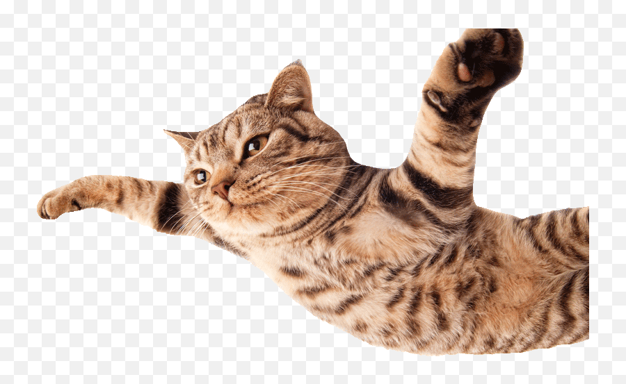 Hd Cat - Flying800png Funny Cats White B 1180739 Png Flying Cat No Background,Cat With Transparent Background