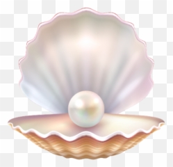 Index Of Assetsimagesicons - Pearl Shell png