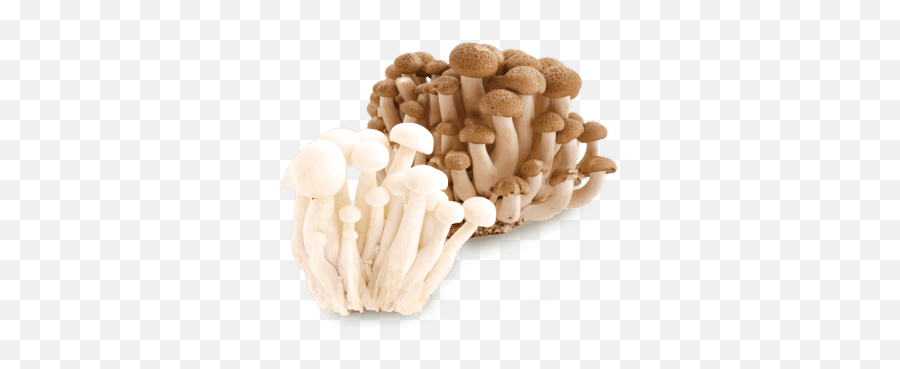 Mushroom Types - Shinoki Mushroom Png,Shimeji Icon