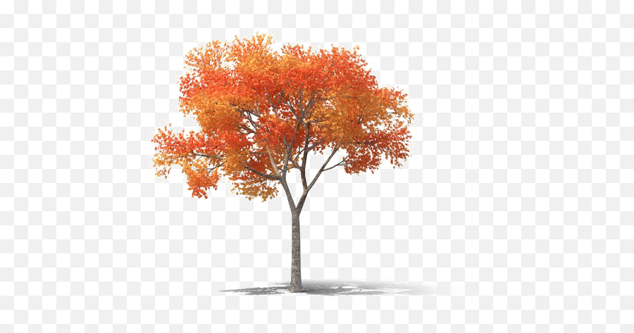 Tree Png High - Png Images High Resolution,Orange Tree Png