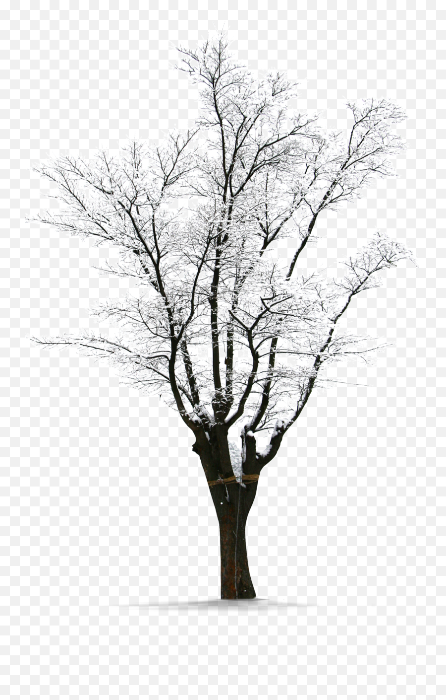 Download Winter Trees Snow Png - Winter Snow Tree Png,Snow Trees Png