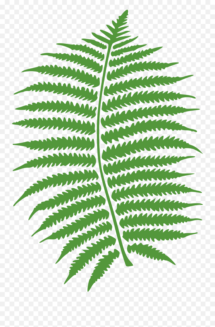 Download Hd Watercolor Vector Fern - Fern Clipart Black And White Png,Fern Png