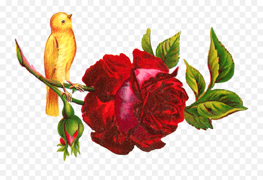 Antique Images Yellow Bird Perched - Clip Art Png,Rose Clipart Png