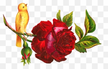 Antique Images Yellow Bird Perched - Clip Art Png,Rose Clipart Png